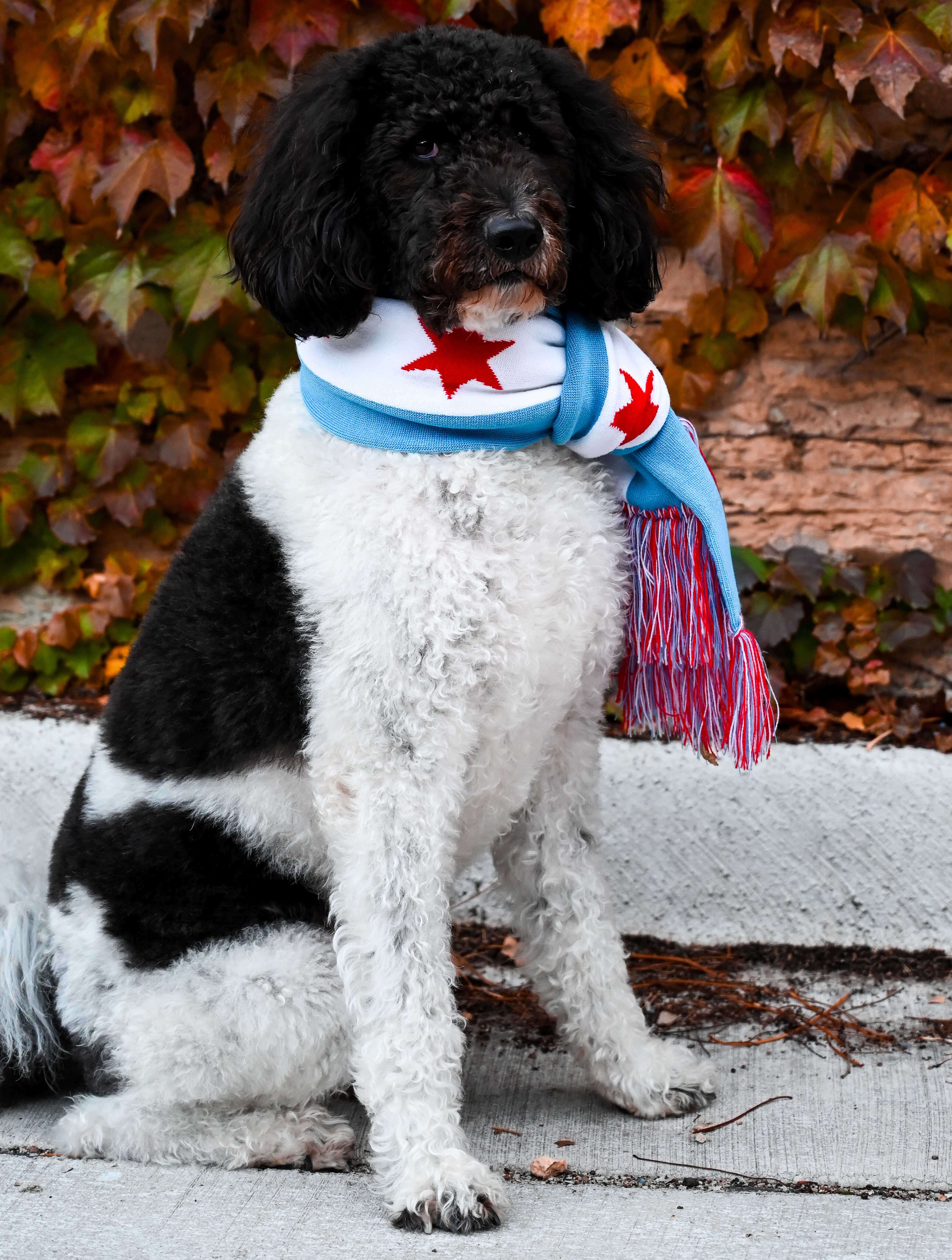 Chicago Flag Scarf